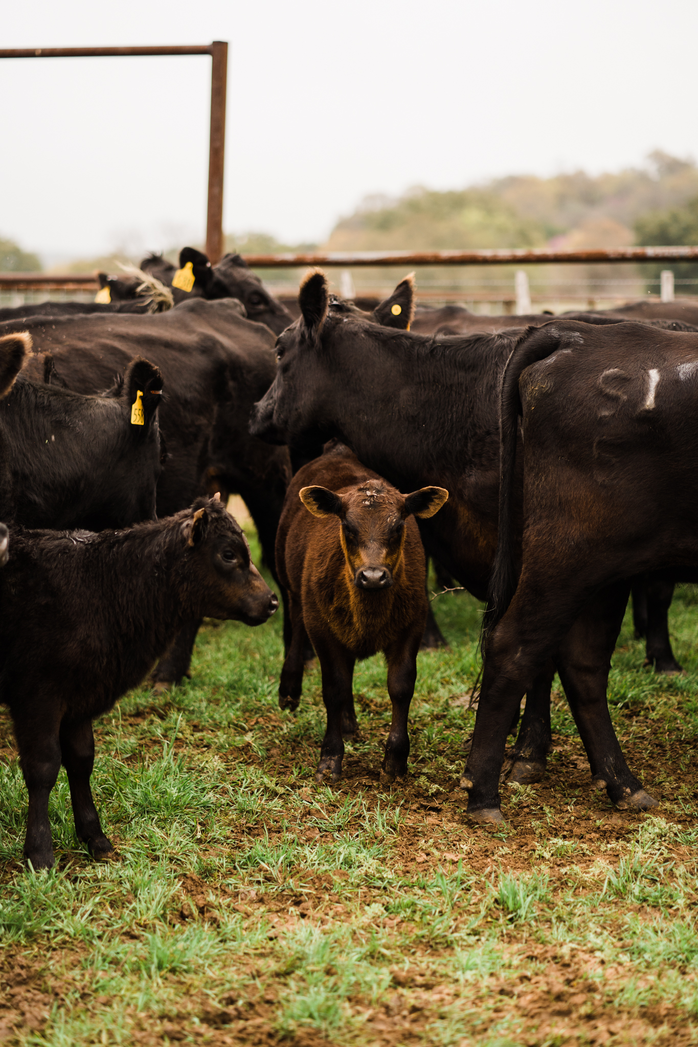 Jake Nelson Is Rewriting How Cattle Get Sold